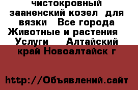 чистокровный зааненский козел  для вязки - Все города Животные и растения » Услуги   . Алтайский край,Новоалтайск г.